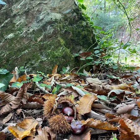 Vakantiehuis Le Rive Nel Bosco *