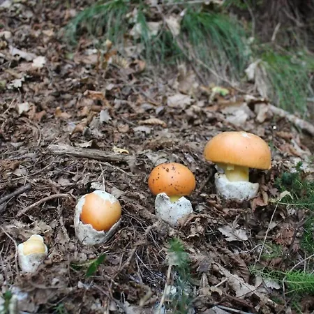 Vakantiehuis Le Rive Nel Bosco