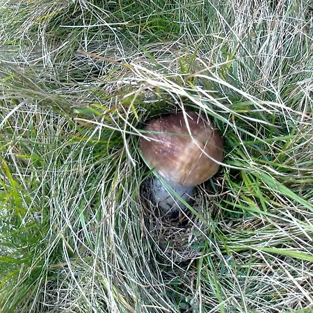 Le Rive Nel Bosco