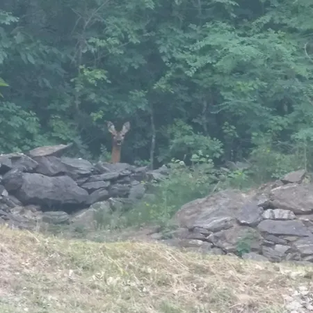 Le Rive Nel Bosco * Capo di Ponte
