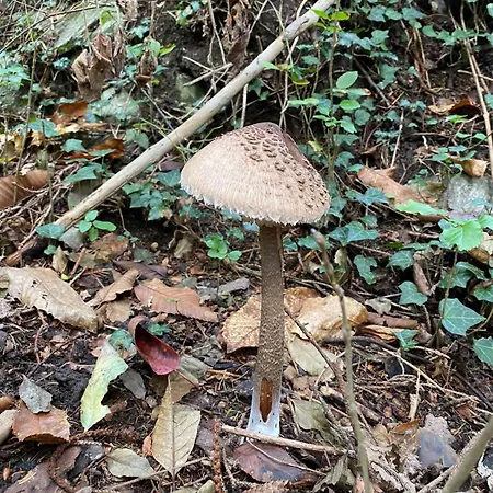 Le Rive Nel Bosco Prázdninový dům