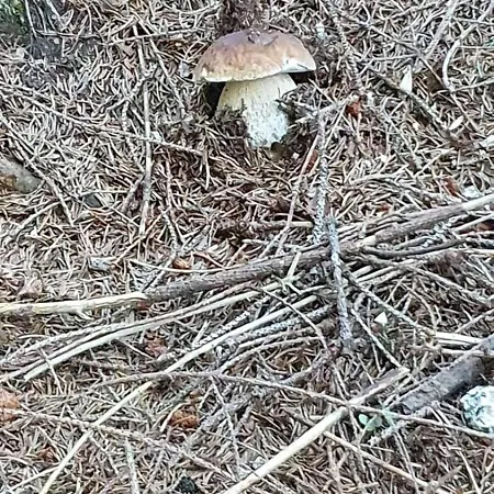 Nyaraló Le Rive Nel Bosco
